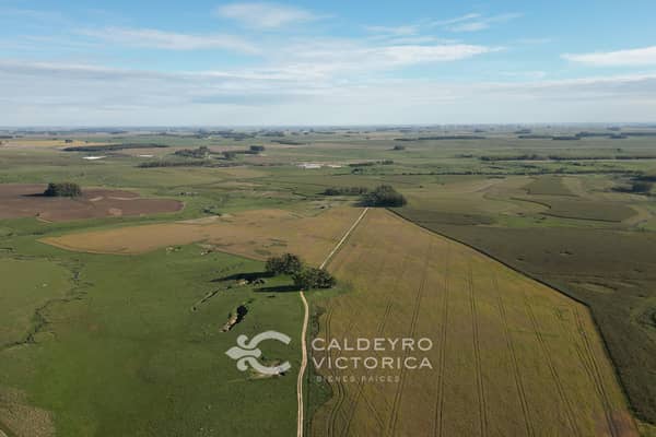 1.379 hectáreas. Agrícola-ganadero en Flores Uruguay